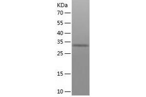 Western Blotting (WB) image for Olfactory Receptor, Family 1, Subfamily A, Member 1 (OR1A1) (AA 1-309) protein (His-IF2DI Tag) (ABIN7124255)