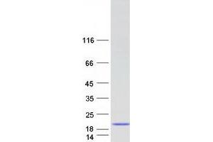 Validation with Western Blot