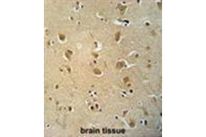 WWC3 antibody (C-term) immunohistochemistry analysis in formalin fixed and paraffin embedded human brain tissue followed by peroxidase conjugation of the secondary antibody and DAB staining. (WWC3 anticorps  (C-Term))