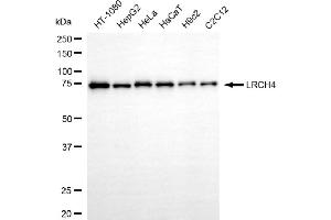 Western blotting analysis using LRCH4 antibody (ABIN7799256). (LRCH4 anticorps)
