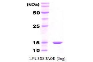 SDS-PAGE (SDS) image for Co-Chaperonin GroES (GroES) protein (ABIN666826) (GroES Protéine)
