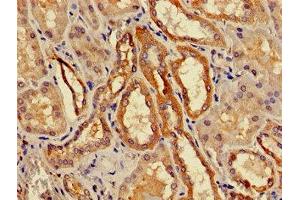 Immunohistochemistry of paraffin-embedded human kidney tissue using ABIN7142142 at dilution of 1:100