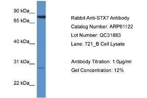 Western Blotting (WB) image for anti-Syntaxin 7 (STX7) (N-Term) antibody (ABIN2788683) (Syntaxin 7 anticorps  (N-Term))