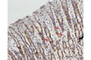 Expression of STIM1 in rat stomach - Immunohistochemical staining of paraffin embedded rat stomach sections using Anti-STIM1 (extracellular) Antibody (ABIN7043781, ABIN7044026 and ABIN7044027), (1:100).