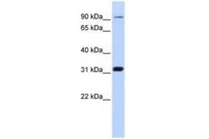 Image no. 1 for anti-Cyclin M4 (CNNM4) (C-Term) antibody (ABIN6741059)