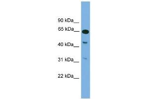 WB Suggested Anti-Npas1 Antibody Titration: 0. (NPAS1 anticorps  (Middle Region))
