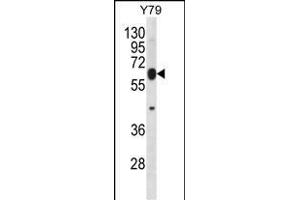 RN Antibody (C-term) (ABIN656797 and ABIN2846016) western blot analysis in Y79 cell line lysates (35 μg/lane). (RNF180 anticorps  (C-Term))