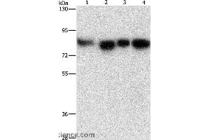 Western blot analysis of Hela, 231, hepG2 and Raji cell, using MAD1L1 Polyclonal Antibody at dilution of 1:500 (MAD1L1 anticorps)