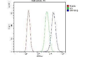 anti-Protein Phosphatase 1, Regulatory (Inhibitor) Subunit 1B (PPP1R1B) (AA 1-36), (N-Term) antibody