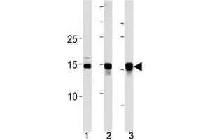 SUMO2/3 antibody western blot analysis in (10 U251 cells, (2)  mouse liver and (3) rat liver lysate. (SUMO2/3 anticorps  (AA 49-81))