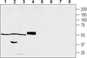 Western blot analysis of rat brain membrane (lanes 1 and 5), rat skeletal muscle lysate (lanes 2 and 6), rat heart lysate (lanes 3 and 7) and mouse heart membrane (lanes 4 and 8): - 1-4. (PACSIN3 anticorps  (Intracellular))