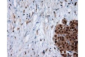 Immunohistochemical staining of paraffin-embedded Kidney tissue using anti-SRR mouse monoclonal antibody. (SRR anticorps)