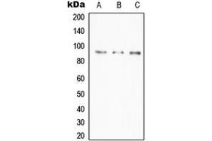 Western blot analysis of A20 expression in HeLa (A), Daudi (B), RAW264. (IGKV1-27 anticorps  (Center))