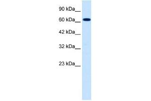 SCNN1B antibody used at 0.