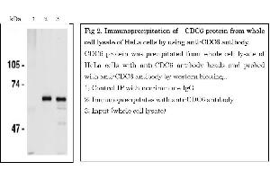 Western Blotting (WB) image for anti-Cell Division Cycle 6 Homolog (S. Cerevisiae) (CDC6) (AA 1-326) antibody (ABIN2451939)