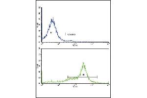 Flow cytometric analysis of 293 cells using CAV3 Antibody (N-term)(bottom histogram) compared to a negative control cell (top histogram).