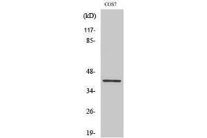 Western Blotting (WB) image for anti-V-Crk Sarcoma Virus CT10 Oncogene Homolog (Avian)-Like (CRKL) (Ser264) antibody (ABIN3180560) (CrkL anticorps  (Ser264))
