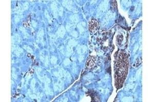 Mouse placenta tissue was stained by Anti-AXOR12 (375-398) (Human) serum at 1:100 (KISS1R anticorps  (AA 375-398))