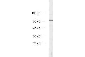 dilution: 1 : 1000, sample: rat brain homogenate (VPS33A anticorps)