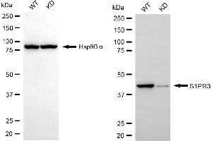Western blotting analysis using S1PR3 antibody (ABIN7800423). (Recombinant S1PR3 anticorps)