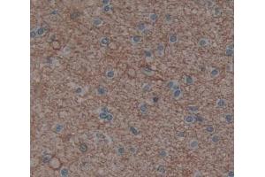 Used in DAB staining on fromalin fixed paraffin- embedded brain tissue (PLCH1 anticorps  (AA 1-237))
