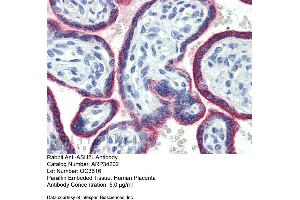 Immunohistochemistry with Human Placenta lysate tissue at an antibody concentration of 5.