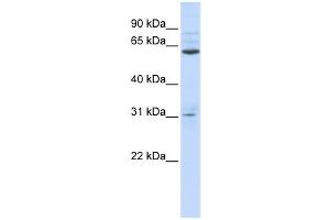 Western Blotting (WB) image for anti-Intestine-Specific Homeobox (ISX) antibody (ABIN2459121) (ISX anticorps)