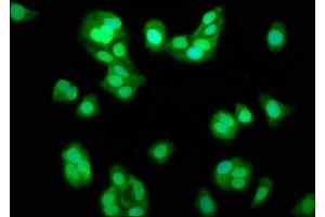 Immunofluorescence staining of HepG2 cells with ABIN7164441 at 1:133, counter-stained with DAPI.