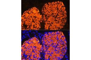 Immunofluorescence analysis of Mouse pancreatic islet using Insulin Rabbit pAb (ABIN3022884, ABIN3022885, ABIN3022886 and ABIN6219279) at dilution of 1:100.