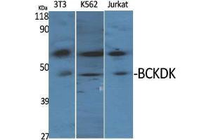 Western Blot (WB) analysis of specific cells using BCKDK Polyclonal Antibody. (BCKDK anticorps  (N-Term))