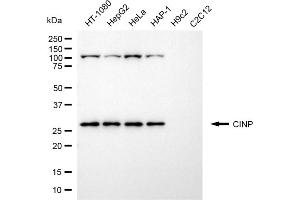 Western blotting analysis using CINP antibody (ABIN7798087). (CINP anticorps)