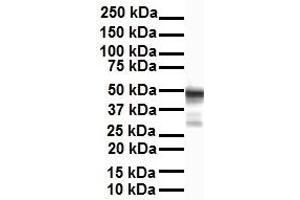 WB Suggested Anti-ENO1 antibody Titration: 1 ug/mL Sample Type: Human liver