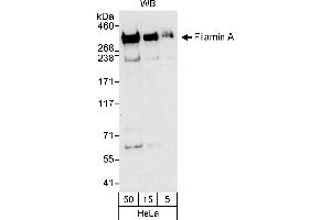 Western Blotting (WB) image for anti-Filamin A, alpha (FLNA) (AA 400-450) antibody (ABIN7454529)