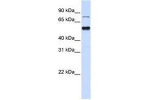 Image no. 1 for anti-Zinc Finger Protein 773 (ZNF773) (N-Term) antibody (ABIN6740649) (ZNF773 anticorps  (N-Term))
