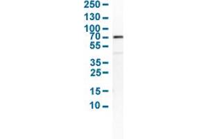 Western Blot analysis of human cell line SCLC-21H.