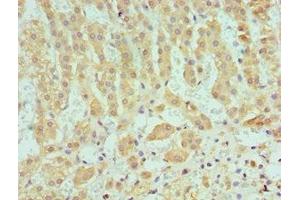 Immunohistochemistry of paraffin-embedded human adrenal gland tissue using ABIN7166366 at dilution of 1:100