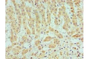 Immunohistochemistry of paraffin-embedded human adrenal gland tissue using ABIN7166366 at dilution of 1:100 (SERPINA1 anticorps  (AA 165-444))