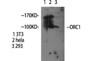 Western Blot (WB) analysis of specific cells using ORC1 Polyclonal Antibody. (ORC1 anticorps  (Internal Region))