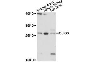 Western blot analysis of extracts of various cell lines, using OLIG3 antibody (ABIN6290717) at 1:3000 dilution. (OLIG3 anticorps)
