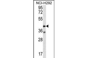 F2RL2 Antibody (N-term) (ABIN656222 and ABIN2845538) western blot analysis in NCI- cell line lysates (35 μg/lane). (F2RL2 anticorps  (N-Term))