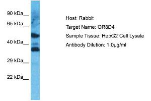 Host: Rabbit Target Name: OR8D4 Sample Type: HepG2 Whole Cell lysates Antibody Dilution: 1.
