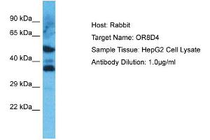 Host: Rabbit Target Name: OR8D4 Sample Type: HepG2 Whole Cell lysates Antibody Dilution: 1. (OR8D4 anticorps  (C-Term))