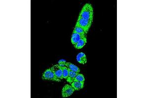 Confocal immunofluorescent analysis of FAH Antibody (N-term) (ABIN655906 and ABIN2845306) with HepG2 cell followed by Alexa Fluor 488-conjugated goat anti-rabbit lgG (green). (FAH anticorps  (N-Term))