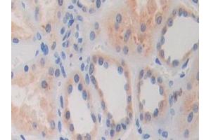 Detection of GLDC in Human Kidney Tissue using Polyclonal Antibody to Glycine Dehydrogenase (GLDC)