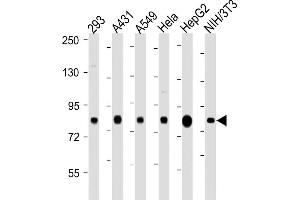 All lanes : Anti-RPS6KA3  antibody at 1:2000 dilution Lane 1: 293 whole cell lysate Lane 2: A431 whole cell lysate Lane 3: A549 whole cell lysate Lane 4: Hela whole cell lysate Lane 5: HepG2 whole cell lysate Lane 6: NIH/3T3 whole cell lysate Lysates/proteins at 20 μg per lane.