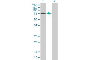 Western Blot analysis of PTGS2 expression in transfected 293T cell line by PTGS2 MaxPab polyclonal antibody.