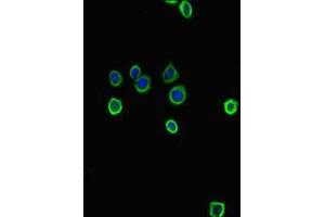 Immunofluorescent analysis of HepG2 cells using ABIN7177971 at dilution of 1:100 and Alexa Fluor 488-congugated AffiniPure Goat Anti-Rabbit IgG(H+L) (Tryptophan Hydroxylase 1 anticorps  (AA 1-447))