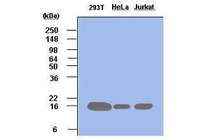 Cell lysates of 293T, HeLa and Jurkat (each 50 ug) were resolved by SDS-PAGE, transferred to PVDF membrane and probed with anti-human Pin1 (1:500). (PIN1 anticorps  (AA 1-163))
