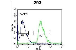 RFK Antibody (N-term) (ABIN391271 and ABIN2841321) flow cytometric analysis of 293 cells (right histogram) compared to a negative control cell (left histogram).