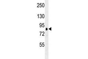 RPS6KA1 antibody western blot analysis in K562 lysate.